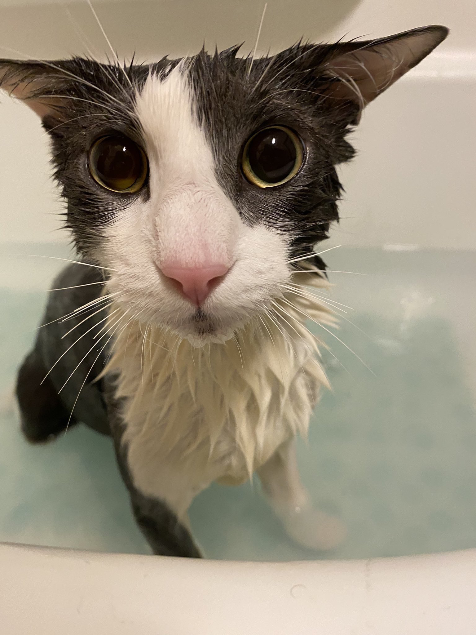 (soggy cat)